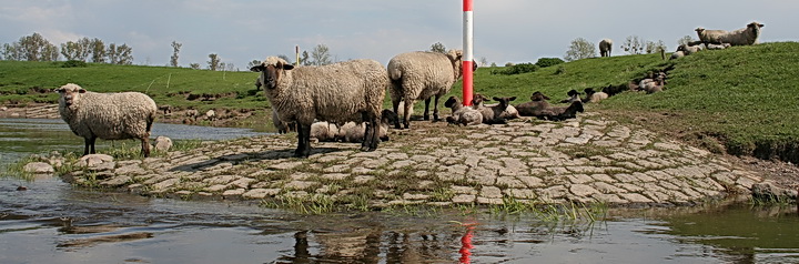 Schafe auf der Buhne